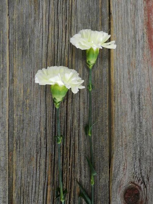 POLIMNIA  CREAM CARNATIONS